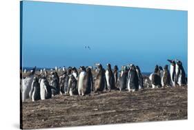 Long-tailed gentoo penguin colony (Pygoscelis papua), Saunders Island, Falklands, South America-Michael Runkel-Stretched Canvas