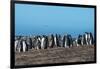 Long-tailed gentoo penguin colony (Pygoscelis papua), Saunders Island, Falklands, South America-Michael Runkel-Framed Photographic Print