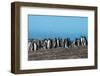 Long-tailed gentoo penguin colony (Pygoscelis papua), Saunders Island, Falklands, South America-Michael Runkel-Framed Photographic Print