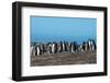 Long-tailed gentoo penguin colony (Pygoscelis papua), Saunders Island, Falklands, South America-Michael Runkel-Framed Photographic Print