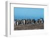 Long-tailed gentoo penguin colony (Pygoscelis papua), Saunders Island, Falklands, South America-Michael Runkel-Framed Photographic Print