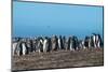 Long-tailed gentoo penguin colony (Pygoscelis papua), Saunders Island, Falklands, South America-Michael Runkel-Mounted Photographic Print