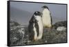 Long-tailed gentoo penguins (Pygoscelis papua), Gourdin Island, Antarctica, Polar Regions-Michael Runkel-Framed Stretched Canvas