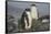 Long-tailed gentoo penguins (Pygoscelis papua), Gourdin Island, Antarctica, Polar Regions-Michael Runkel-Framed Stretched Canvas