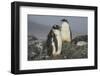 Long-tailed gentoo penguins (Pygoscelis papua), Gourdin Island, Antarctica, Polar Regions-Michael Runkel-Framed Photographic Print