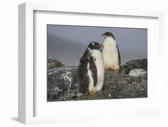 Long-tailed gentoo penguins (Pygoscelis papua), Gourdin Island, Antarctica, Polar Regions-Michael Runkel-Framed Photographic Print