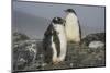 Long-tailed gentoo penguins (Pygoscelis papua), Gourdin Island, Antarctica, Polar Regions-Michael Runkel-Mounted Photographic Print