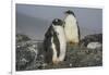 Long-tailed gentoo penguins (Pygoscelis papua), Gourdin Island, Antarctica, Polar Regions-Michael Runkel-Framed Photographic Print