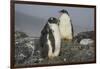 Long-tailed gentoo penguins (Pygoscelis papua), Gourdin Island, Antarctica, Polar Regions-Michael Runkel-Framed Photographic Print