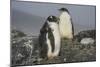 Long-tailed gentoo penguins (Pygoscelis papua), Gourdin Island, Antarctica, Polar Regions-Michael Runkel-Mounted Photographic Print