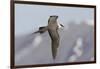 Long-Tailed Jaeger-Ken Archer-Framed Photographic Print