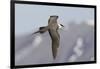 Long-Tailed Jaeger-Ken Archer-Framed Photographic Print