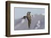 Long-Tailed Jaeger-Ken Archer-Framed Photographic Print