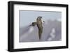 Long-Tailed Jaeger-Ken Archer-Framed Photographic Print