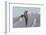 Long-Tailed Jaeger-Ken Archer-Framed Photographic Print