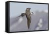 Long-Tailed Jaeger-Ken Archer-Framed Stretched Canvas