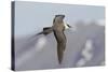 Long-Tailed Jaeger-Ken Archer-Stretched Canvas