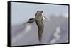 Long-Tailed Jaeger-Ken Archer-Framed Stretched Canvas