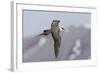 Long-Tailed Jaeger-Ken Archer-Framed Photographic Print