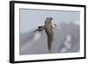 Long-Tailed Jaeger-Ken Archer-Framed Photographic Print