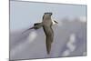 Long-Tailed Jaeger-Ken Archer-Mounted Photographic Print