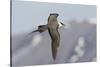 Long-Tailed Jaeger-Ken Archer-Stretched Canvas