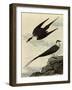 Long-Tailed Jaeger-John James Audubon-Framed Giclee Print