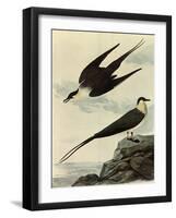 Long-Tailed Jaeger-John James Audubon-Framed Giclee Print