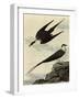 Long-Tailed Jaeger-John James Audubon-Framed Giclee Print