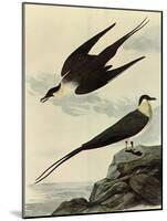 Long-Tailed Jaeger-John James Audubon-Mounted Giclee Print