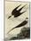 Long-Tailed Jaeger-John James Audubon-Mounted Giclee Print