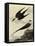 Long-Tailed Jaeger-John James Audubon-Framed Stretched Canvas