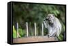 Long-Tailed Macaque at Batu Caves, Kuala Lumpur, Malaysia-Paul Souders-Framed Stretched Canvas