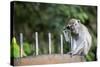 Long-Tailed Macaque at Batu Caves, Kuala Lumpur, Malaysia-Paul Souders-Stretched Canvas