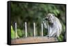 Long-Tailed Macaque at Batu Caves, Kuala Lumpur, Malaysia-Paul Souders-Framed Stretched Canvas