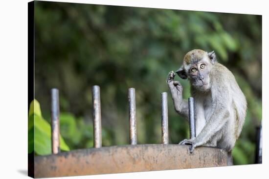 Long-Tailed Macaque at Batu Caves, Kuala Lumpur, Malaysia-Paul Souders-Stretched Canvas