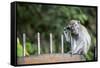 Long-Tailed Macaque at Batu Caves, Kuala Lumpur, Malaysia-Paul Souders-Framed Stretched Canvas