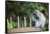 Long-Tailed Macaque at Batu Caves, Kuala Lumpur, Malaysia-Paul Souders-Framed Stretched Canvas