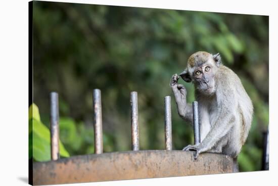 Long-Tailed Macaque at Batu Caves, Kuala Lumpur, Malaysia-Paul Souders-Stretched Canvas