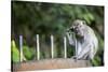 Long-Tailed Macaque at Batu Caves, Kuala Lumpur, Malaysia-Paul Souders-Stretched Canvas