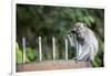 Long-Tailed Macaque at Batu Caves, Kuala Lumpur, Malaysia-Paul Souders-Framed Photographic Print