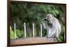 Long-Tailed Macaque at Batu Caves, Kuala Lumpur, Malaysia-Paul Souders-Framed Photographic Print