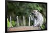 Long-Tailed Macaque at Batu Caves, Kuala Lumpur, Malaysia-Paul Souders-Framed Photographic Print
