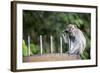 Long-Tailed Macaque at Batu Caves, Kuala Lumpur, Malaysia-Paul Souders-Framed Photographic Print