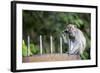 Long-Tailed Macaque at Batu Caves, Kuala Lumpur, Malaysia-Paul Souders-Framed Photographic Print