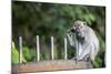 Long-Tailed Macaque at Batu Caves, Kuala Lumpur, Malaysia-Paul Souders-Mounted Photographic Print