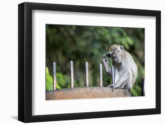 Long-Tailed Macaque at Batu Caves, Kuala Lumpur, Malaysia-Paul Souders-Framed Photographic Print