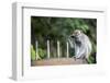 Long-Tailed Macaque at Batu Caves, Kuala Lumpur, Malaysia-Paul Souders-Framed Photographic Print