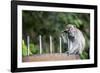 Long-Tailed Macaque at Batu Caves, Kuala Lumpur, Malaysia-Paul Souders-Framed Photographic Print