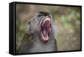 Long-Tailed Macaque (Macaca Fascicularis), Bako National Park, Sarawak, Borneo, Malaysia-Michael Nolan-Framed Stretched Canvas
